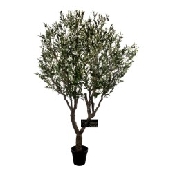 Albero Ulivo Cm.250