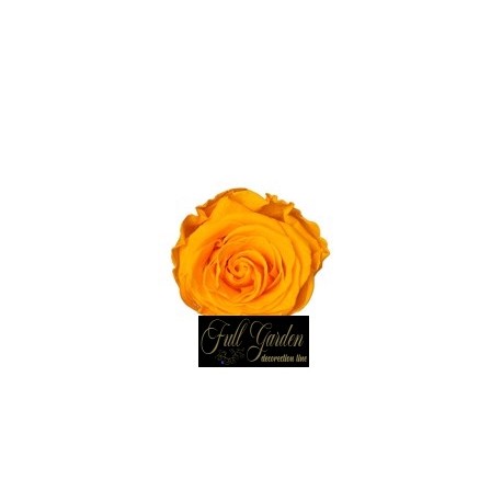 ROSE STABILIZZATE X 8  GIALLO