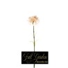 Garofano Chartouce H.cm.55 Crema