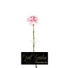 GAROFANO CHARTOUCE H.CM.55 LIGHT PINK