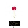 Garofano Chartouce H.cm.55 Pesca