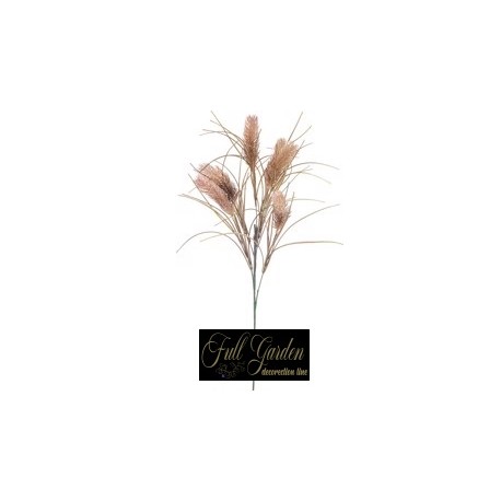 PENNISETUM PURPUREUM X 6 H.CM.95 BROWN