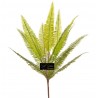 Bush Felce X 14 Cm.40