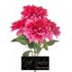 BUSH DALIE X 5 H.CM.50 FUXIA