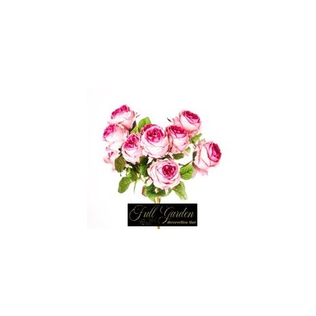 BUSH ROSA CABBAGE X 10 HARD PINK