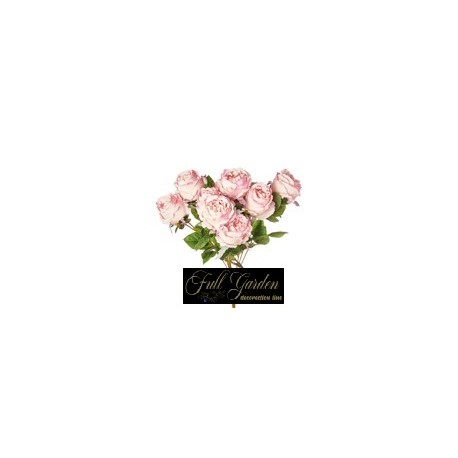 BUSH ROSA CABBAGE X 10 HARD LIGHT PINK