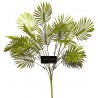 Bush Chamaerops