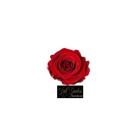 ROSE STABILIZZATE X 8 ROSSA SCURA