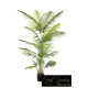 PIANTA ARECA CM 200 23 FOGLIE