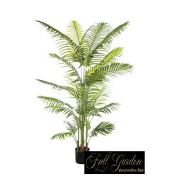 Pianta Areca Cm 200 23 Foglie