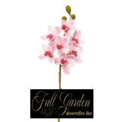 CYMBIDIUM NATURAL TOUCH CM 80 PINK