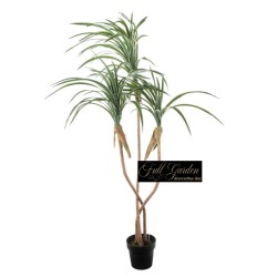 Pianta Dracena Con Vaso  Cm.180