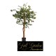 PIANTA FICUS GREEN120