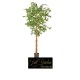 PIANTA FICUS GREEN CM 170