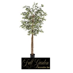 Pianta Ficus Variegato  Cm 170