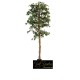 PIANTA FICUS GREEN CM 210