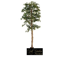 PIANTA FICUS GREEN CM 210