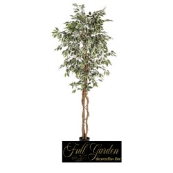 Pianta Ficus Variegato Cm 210