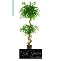 Pianta Mini Ficus Green Cm 150