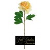 Peonia Isabel Yellow Cm.65