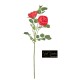 ROSA INNGLESE CM.60 RED