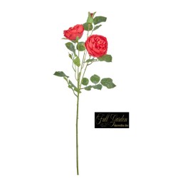 ROSA INNGLESE CM.60 RED
