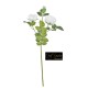 ROSA INNGLESE CM.60 WHITE