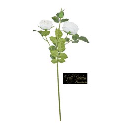 Rosa Innglese Cm.60 White