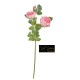 ROSA INNGLESE CM.60 LIGHT PINK