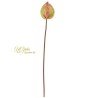 Anthurium Medio Cm.80 Green