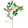 Tralcio Rosa Aida Apr H. Cm60