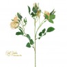Tralcio Rosa Aida Tea H. Cm60