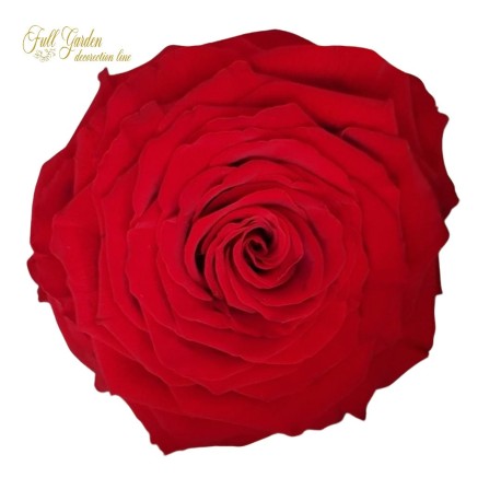 ROSE STABILIZZATE MONALISA  X3 RED DM6CM
