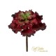 PIANTIA GRASSA CRASULACEA CM.17 BURGUNDY GREEN