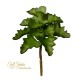 PIANTIA GRASSA CRASULACEA CM.15 GREEN