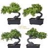 Bonsai In Vaso 4 Stili Cm.18x15x18 Assortiti