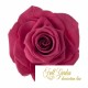 ROSE STABILIZZATE MONALISA  X3 MIRTILLO DM6CM
