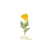 RANUNCOLO X 2 CM.67 YELLOW