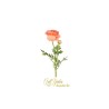 Ranuncolo X 2 Cm.67 Peach