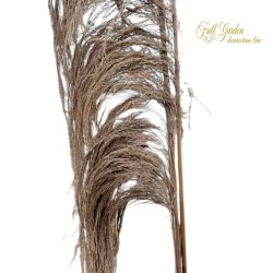 °°°SAPLA SUPER THICK PEZZI 2