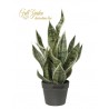 PIANTA SANSEVERIA IN VASO CM66 - GREEN