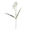 Tralcio Fresia White