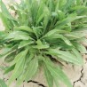 Rucola Selvatica A Foglia D'ulivo Gr.3(semi)