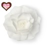 Rosa Romantica Bianca D.12,5