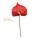 ANTHURIUM RED CM 65