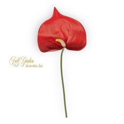 ANTHURIUM RED CM 65