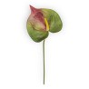 Anthurium Green Cm 65