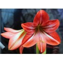 AMARYLLIS