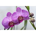 PHALAENOPSIS