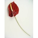 ANTHURIUM